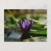 Carte Postale Twilight Lotus Serenity (Dos)