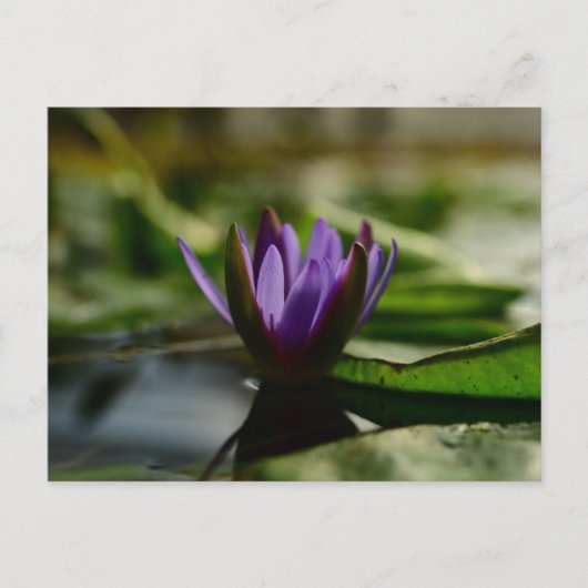 Carte Postale Twilight Lotus Serenity (Devant)