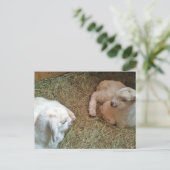 Carte Postale Twin Bucklings (Debout devant)