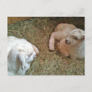 Carte Postale Twin Bucklings