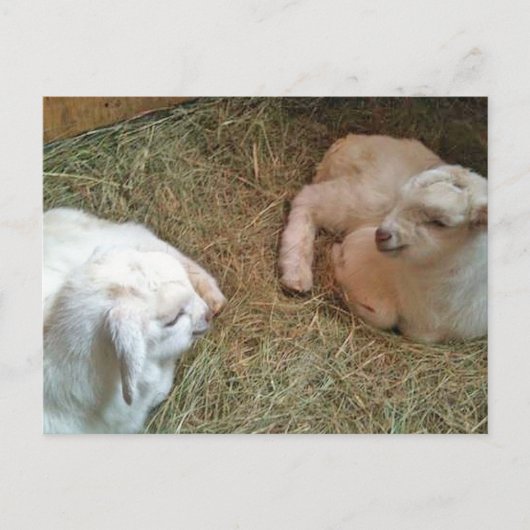 Carte Postale Twin Bucklings (Devant)