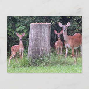 Carte postale Twin Fawns