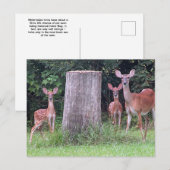 Carte postale Twin Fawns (Devant / Derrière)
