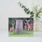 Carte postale Twin Fawns (Debout devant)