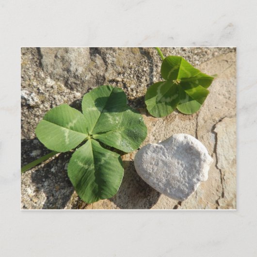Carte Postale Twin Four Leaf Clover Irish Luck St. Patrick's Day (Devant)