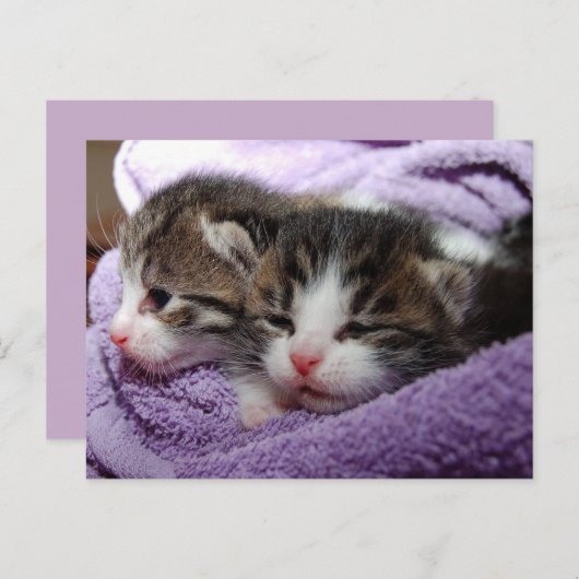carte postale twin kittens (Devant / Derrière)