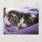 carte postale twin kittens (Devant)