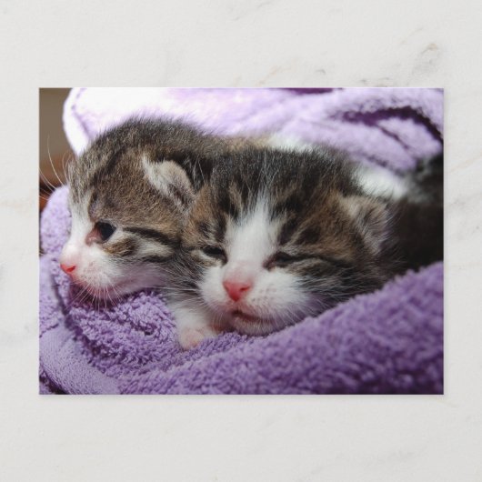 carte postale twin kittens (Devant)