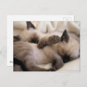 Carte Postale Twins Pet Cat Cute Siamese Kitten (Devant / Derrière)