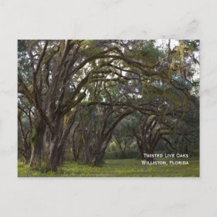 Carte postale Twisted Live Oaks
