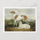 Carte Postale Two Greyhounds in a Landscape (Devant)