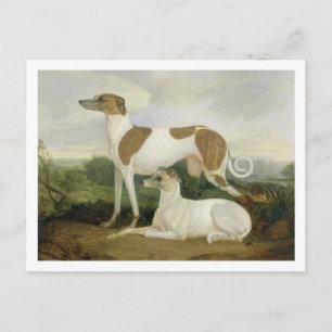 Carte Postale Two Greyhounds in a Landscape