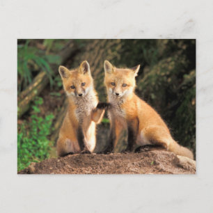 Carte Postale Two Red Fox Pups in Front of Their Den