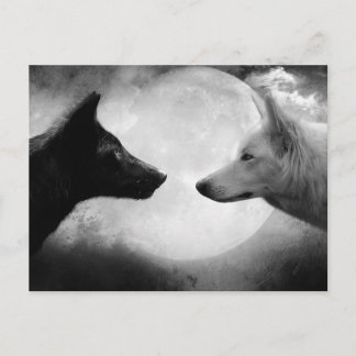 Carte Postale Two wolves facing each other