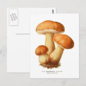 Carte Postale Tylopilus (Devant / Derrière)
