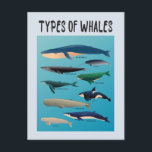 Carte Postale Types De Baleines Variété Mammifère Océanique<br><div class="desc">Liste des baleines à l'express amour pour les baleines et les créatures océaniques!</div>
