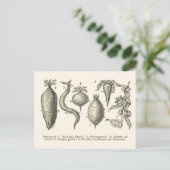 Carte Postale Types de betteraves (Debout devant)