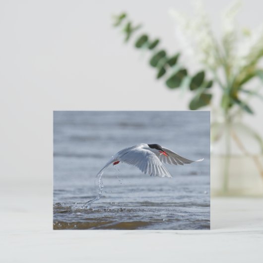 Carte postale typique commune (Debout devant)