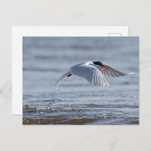 Carte postale typique commune (Devant / Derrière)