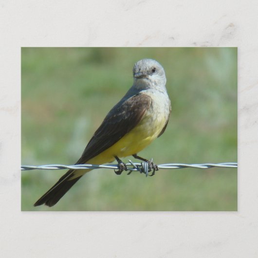 Carte Postale Tyran à bec épais B32 (Devant)