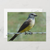 Carte Postale Tyran à bec épais de l'Ouest (Devant / Derrière)