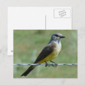 Carte Postale Tyran à bec épais de l'Ouest (Devant / Derrière)