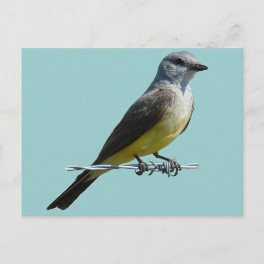 Carte Postale Tyran à bec épais de l'Ouest (Devant)