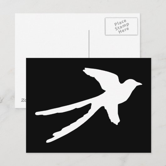 Carte Postale Tyran à longue queue (Devant / Derrière)