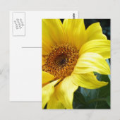 Carte Postale U R mon tournesol (Devant / Derrière)