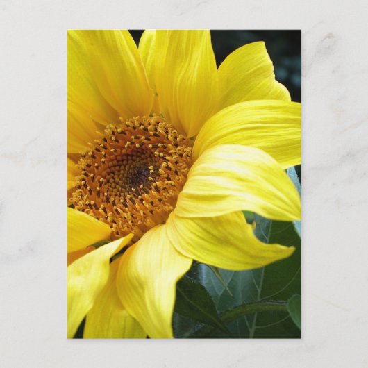 Carte Postale U R mon tournesol (Devant)