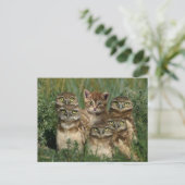 Carte Postale uil en chaton (Debout devant)