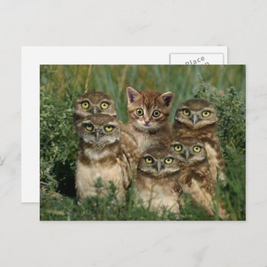 Carte Postale uil en chaton (Devant / Derrière)