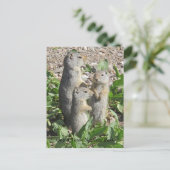Carte postale Uinta Ground Squirrel Family (Debout devant)