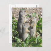 Carte postale Uinta Ground Squirrel Family (Devant / Derrière)