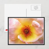 Carte Postale Ultra Fleur (Devant / Derrière)