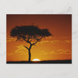 Carte Postale Umbrella Thorn Acacia, Acacia tortilis,