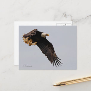 Carte Postale Un aigle à tête blanche monte vers le ciel