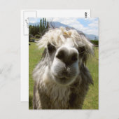 Carte Postale Un Alpaga Poilu (Devant / Derrière)