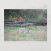 Carte Postale Un âne dans un champ d'automne. (Devant)