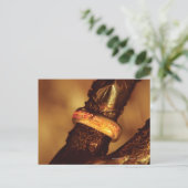 CARTE POSTALE UN ANNEAU POUR LES RÉGLER TOUS™ (Debout devant)