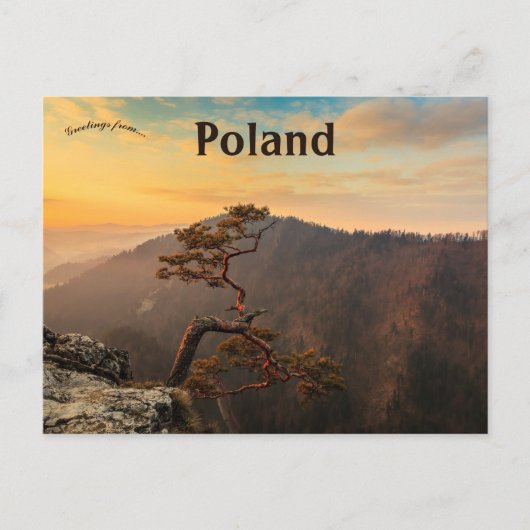 Carte Postale Un arbre à Pieniny Pologne (Devant)