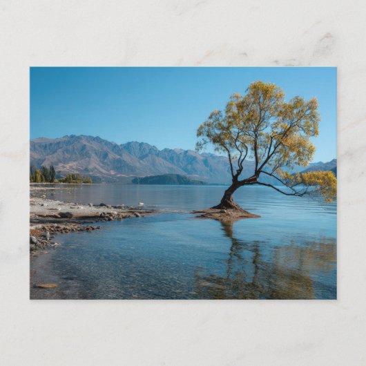 Carte Postale Un arbre dans un lac (Devant)