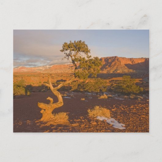 Carte Postale Un arbre de genévrier de l'Utah (Juniperus osteosp (Devant)