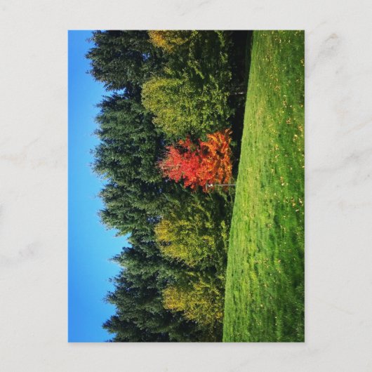 Carte Postale Un arbre rouge (Devant)