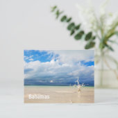 Carte Postale Un arbre solitaire à la plage (Debout devant)