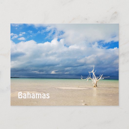 Carte Postale Un arbre solitaire à la plage (Devant)