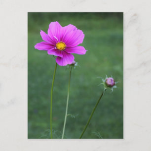 Carte Postale Un aster mexicain