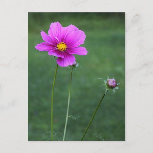 Carte Postale Un aster mexicain (Devant)
