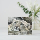 Carte Postale Un autre léopard des neiges lundi (Debout devant)