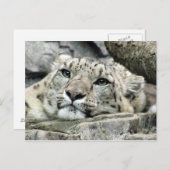 Carte Postale Un autre léopard des neiges lundi (Devant / Derrière)
